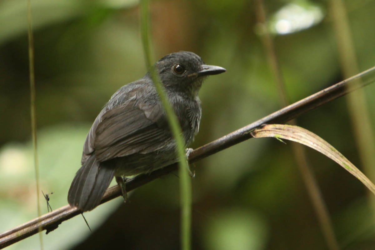 Black-tailed Antbird - ML104433541