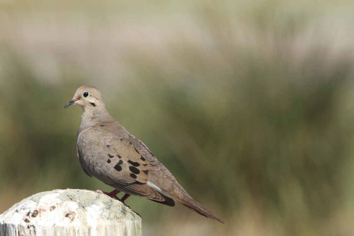 Mourning Dove - Skip Cantrell