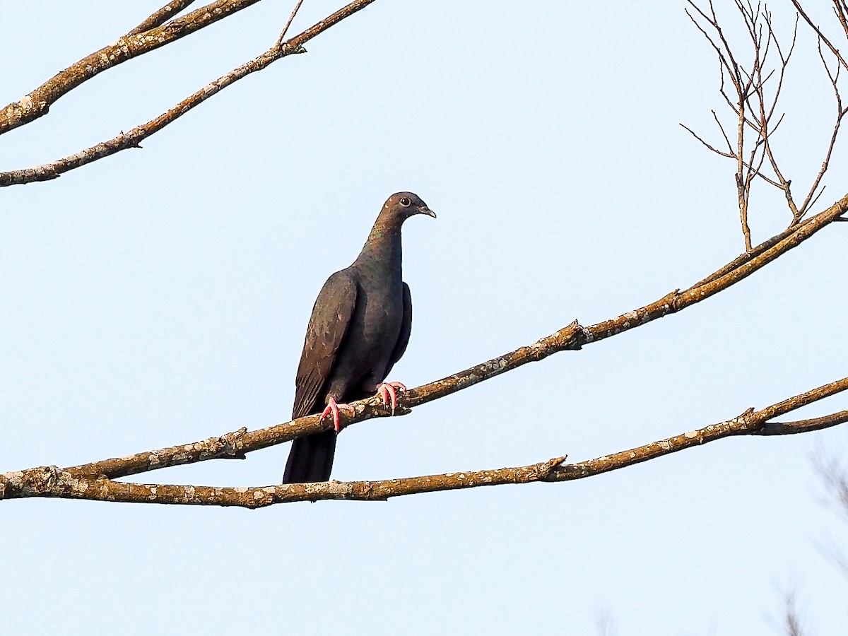 Black Wood-Pigeon - ML104439991