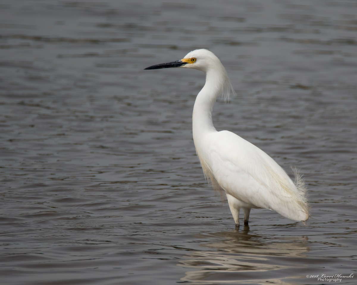Snowy Egret - Lorri Howski 🦋