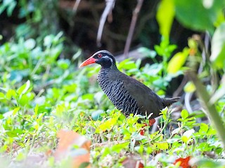  - Okinawa Rail