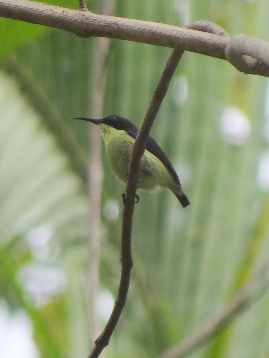 Metallic-winged Sunbird (Bohol) - ML104445781