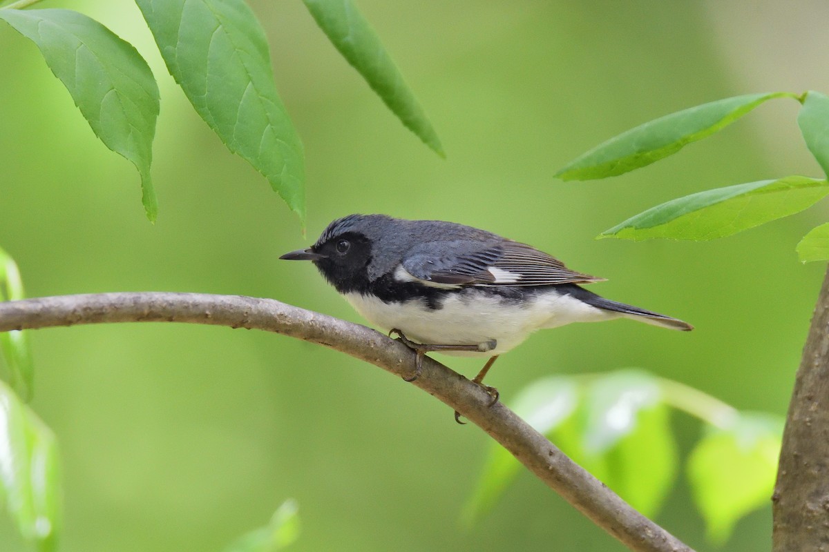 Black-throated Blue Warbler - terence zahner