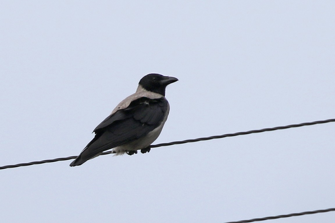 Hooded Crow - Charley Hesse TROPICAL BIRDING