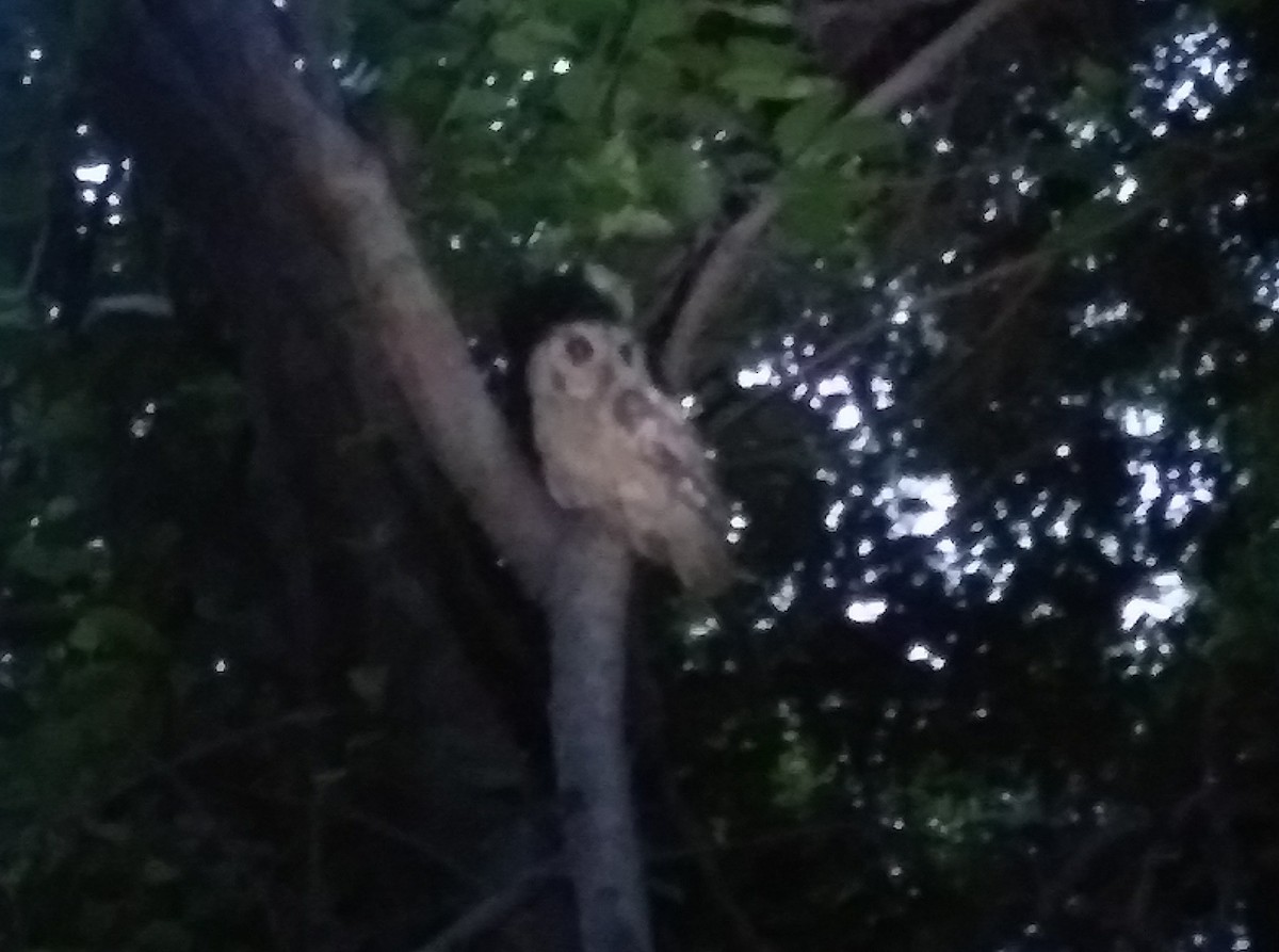 Indian Scops-Owl - Kishore P