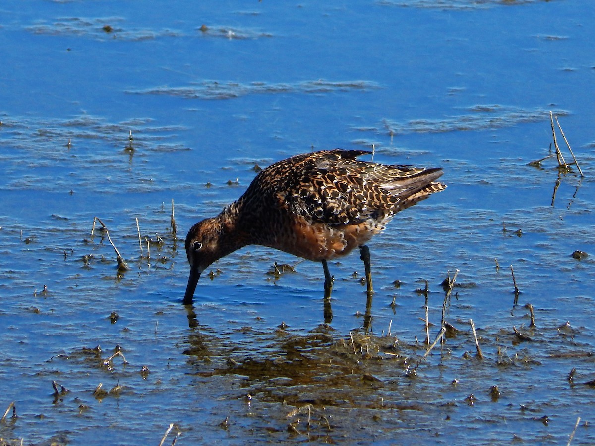 Long-billed Dowitcher - Mike Russum