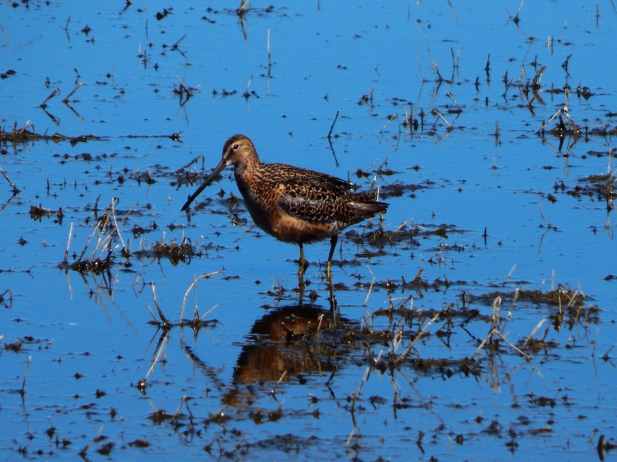 Long-billed Dowitcher - ML104456031