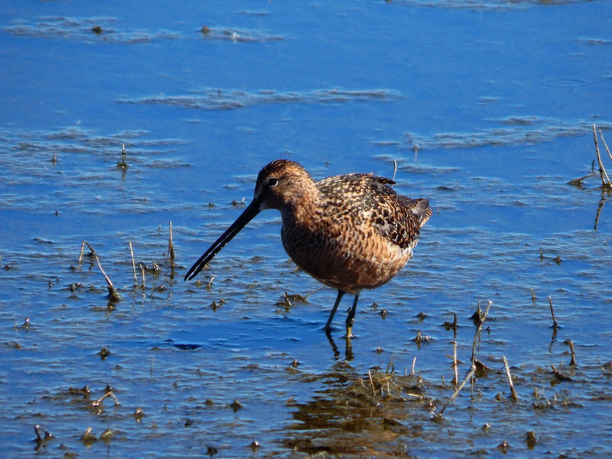 Long-billed Dowitcher - Mike Russum