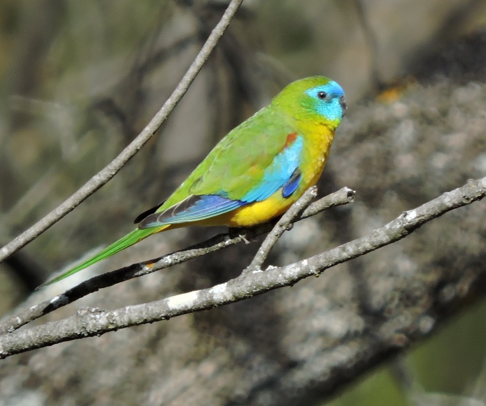 Turquoise Parrot - Mark Ley