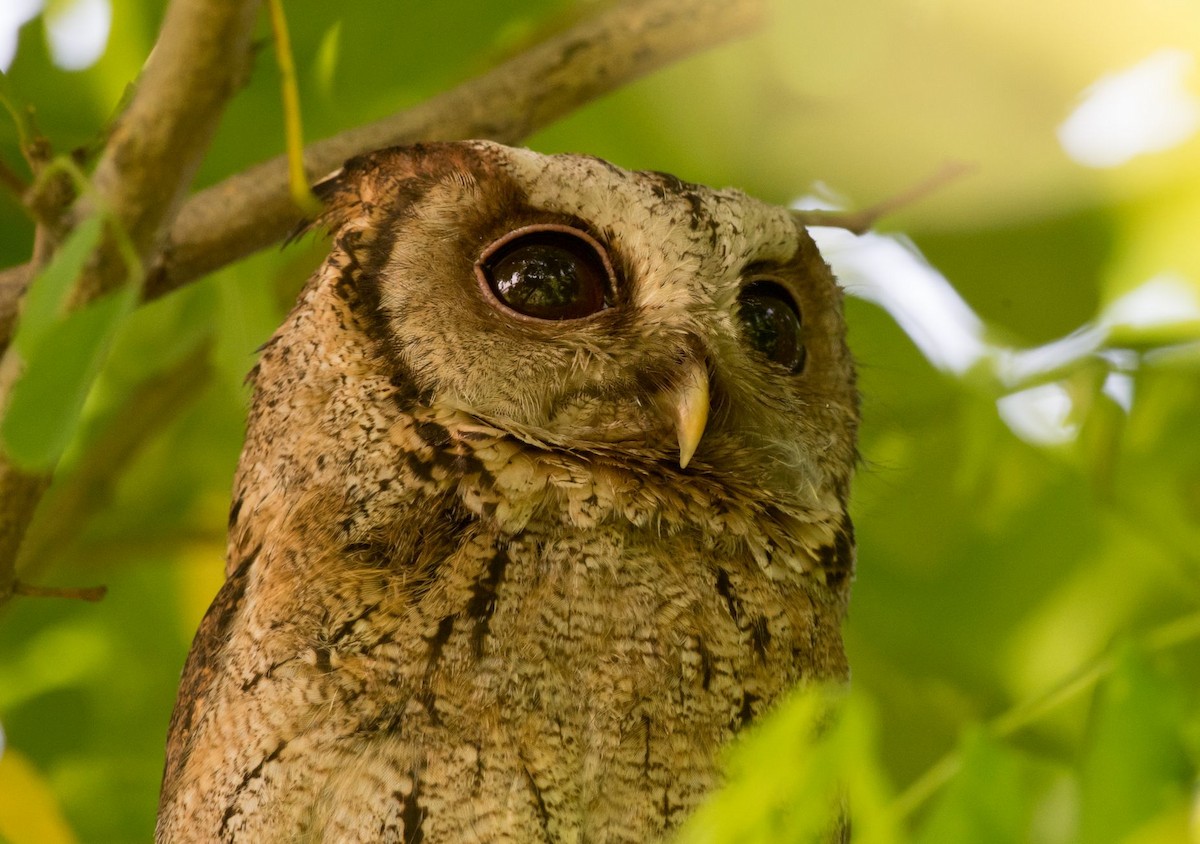 Collared Scops-Owl - Kai Pflug