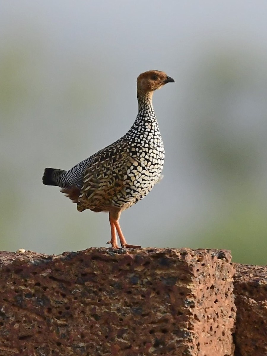 Painted Francolin - ML104463711