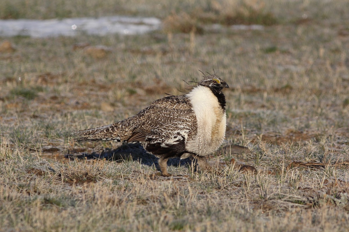 Greater Sage-Grouse - ML104469801