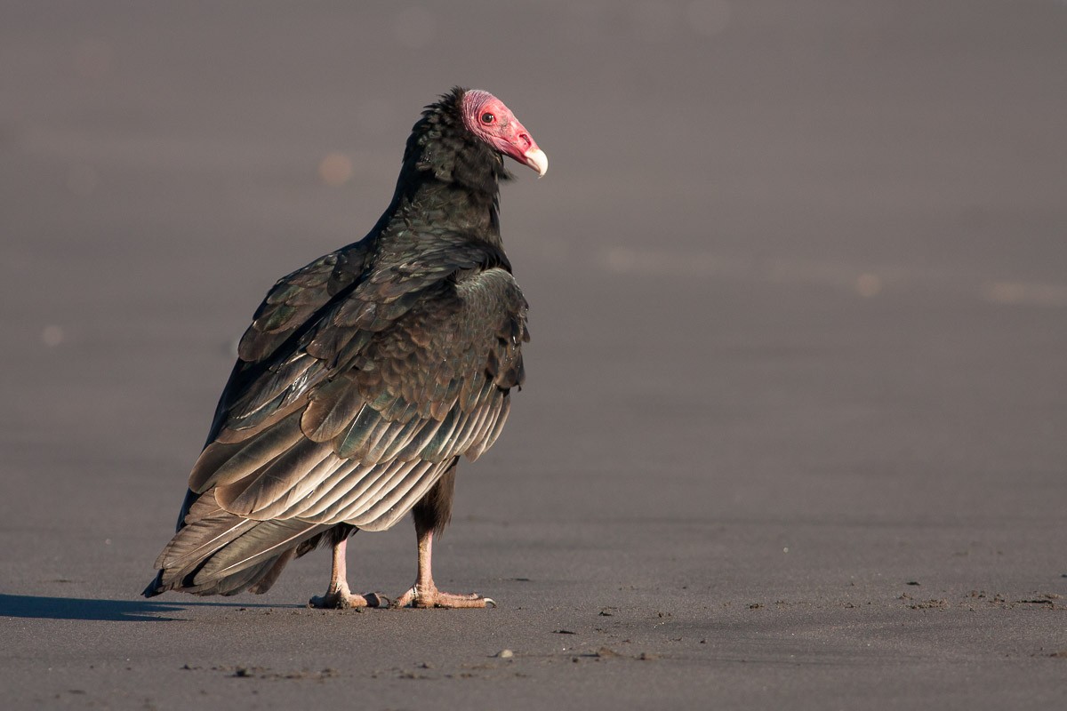Turkey Vulture (South Temperate) - Ariel Cabrera Foix