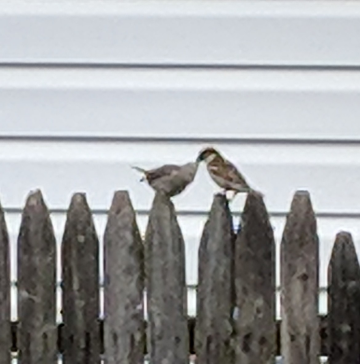 House Sparrow - Frank BirdmanNY