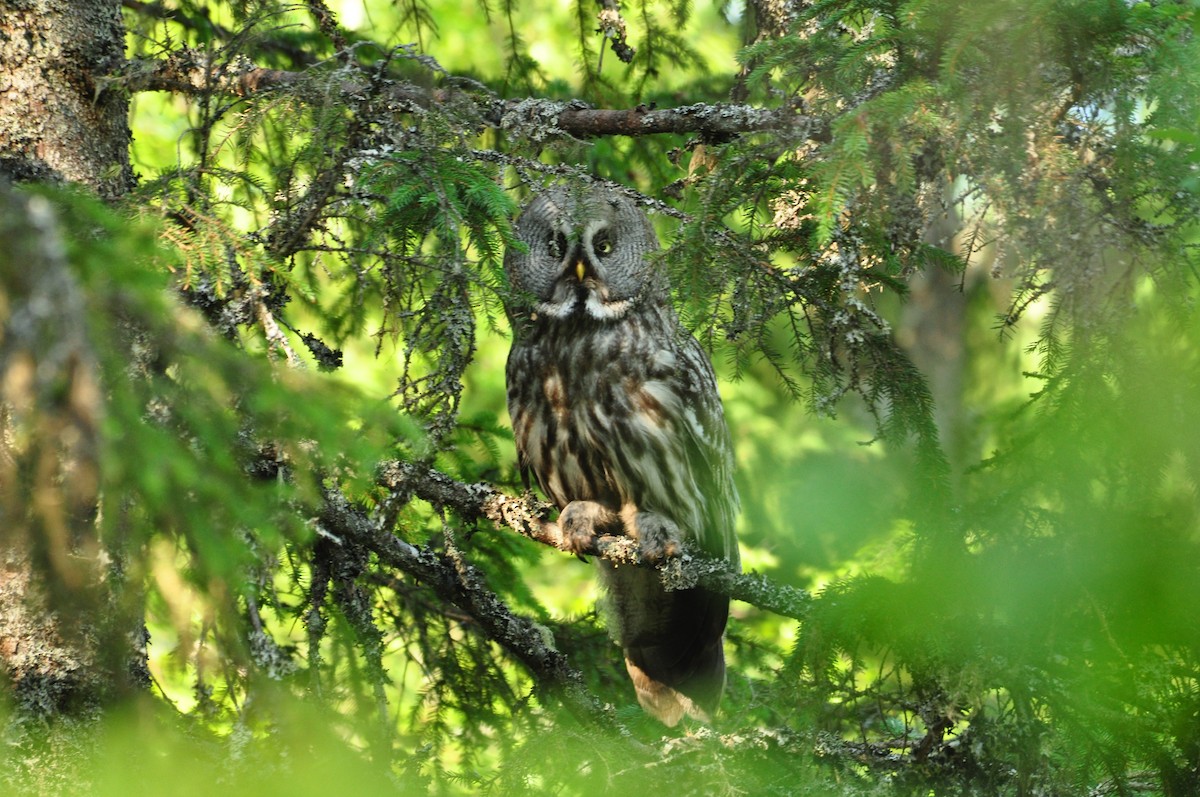 Great Gray Owl - Ann Saetnan