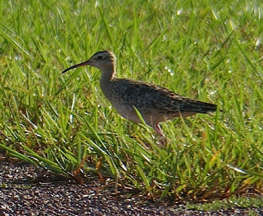 Little Curlew - ML104477471