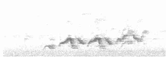 Дрізд-короткодзьоб Cвенсона - ML104477891