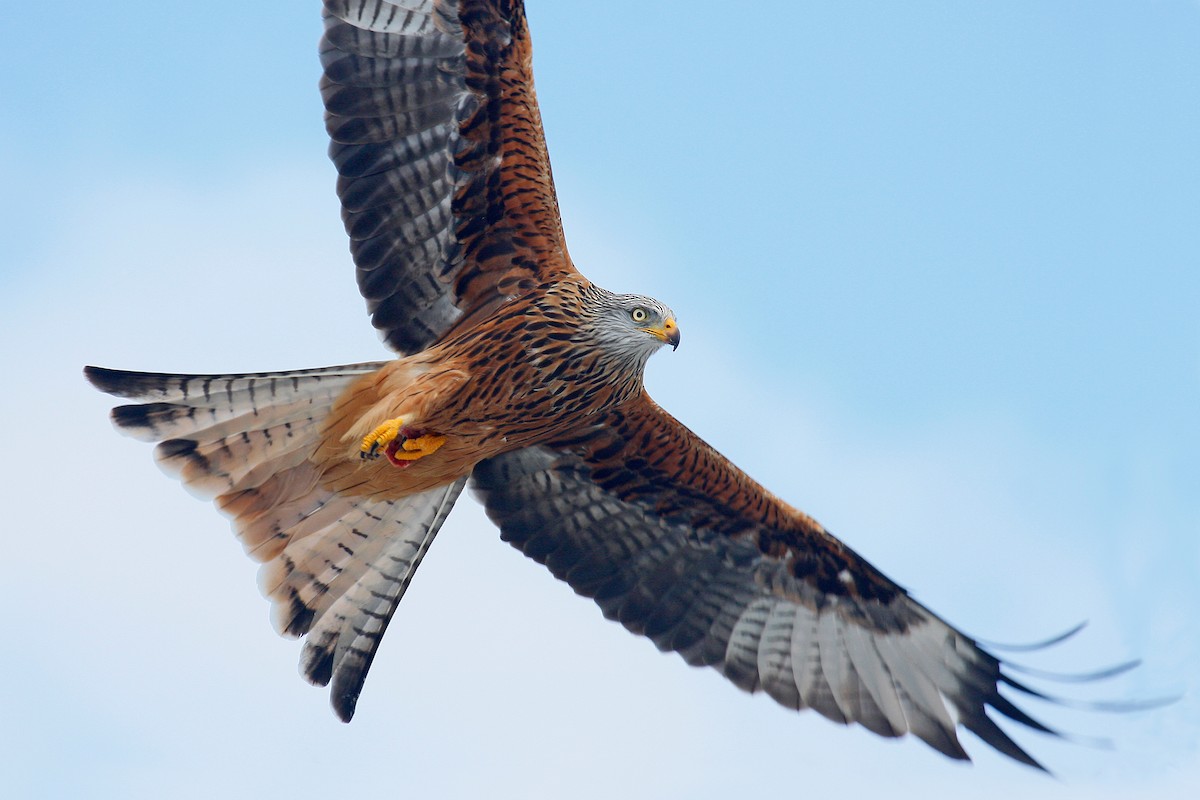 Red Kite (Red) - James Kennerley