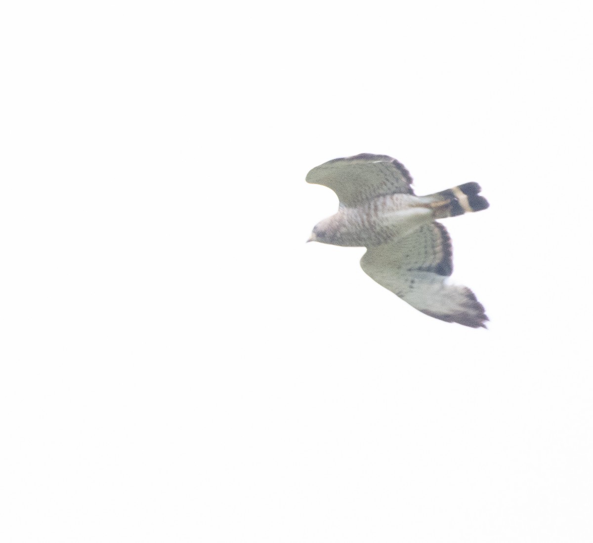 Broad-winged Hawk - ML104480861