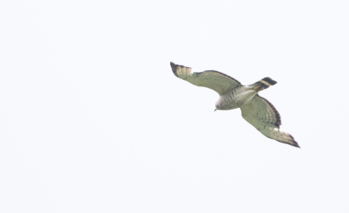 Broad-winged Hawk - Anonymous