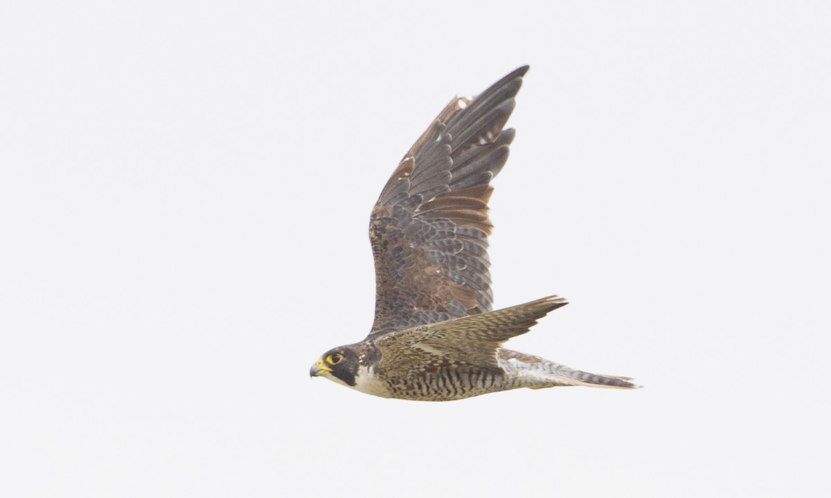 Peregrine Falcon (North American) - ML104482021