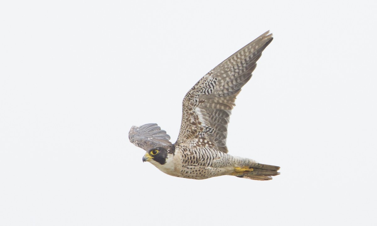 Peregrine Falcon (North American) - ML104482031