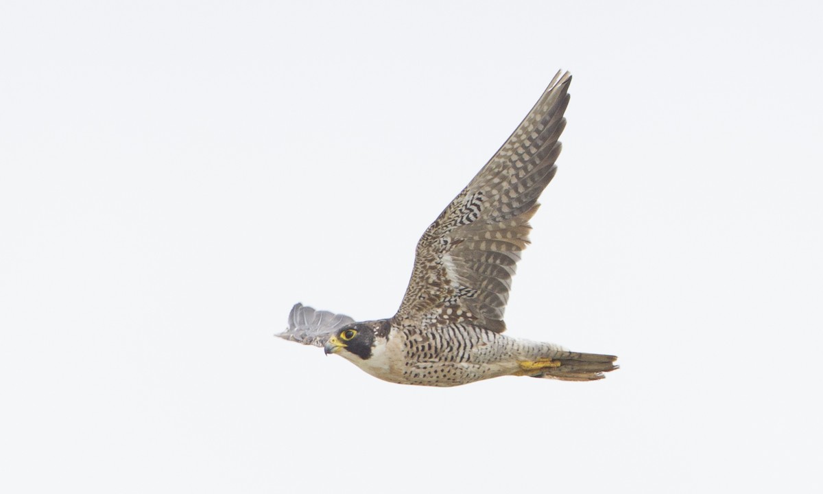 Peregrine Falcon (North American) - ML104482051