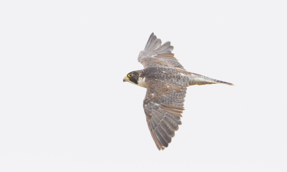 Peregrine Falcon (North American) - ML104482061