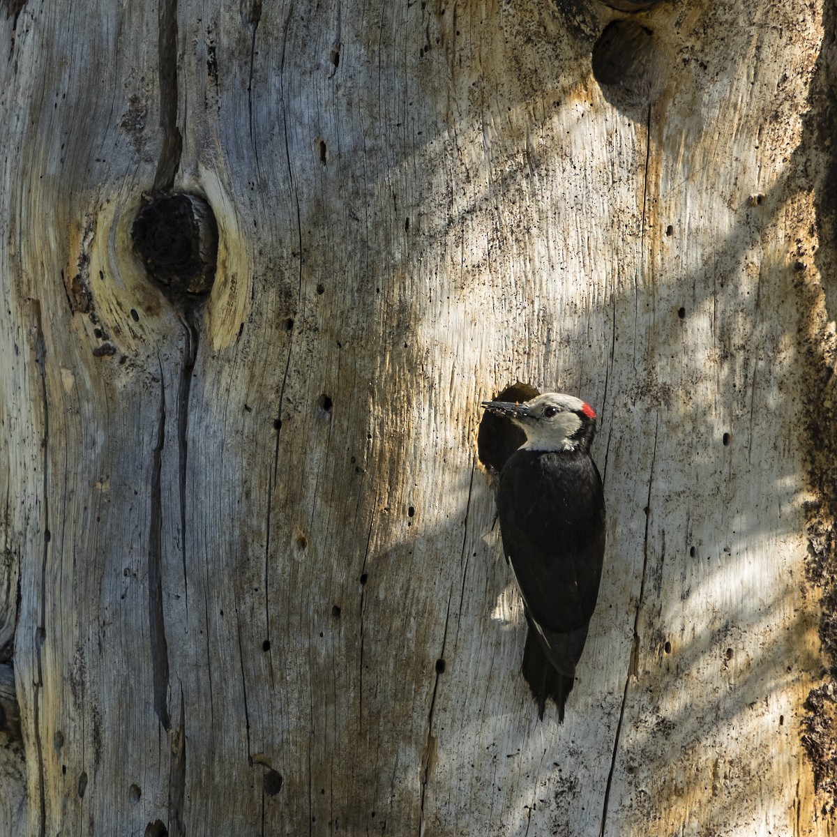 White-headed Woodpecker - Peter Hawrylyshyn