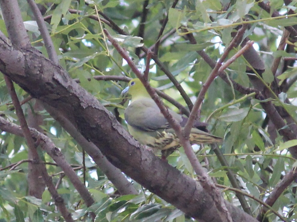 Wedge-tailed Green-Pigeon - Shekar Vishvanath