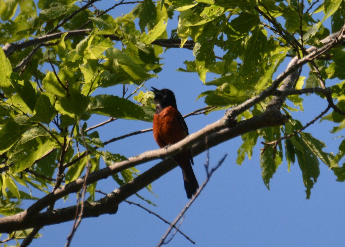 Orchard Oriole - ML104486001
