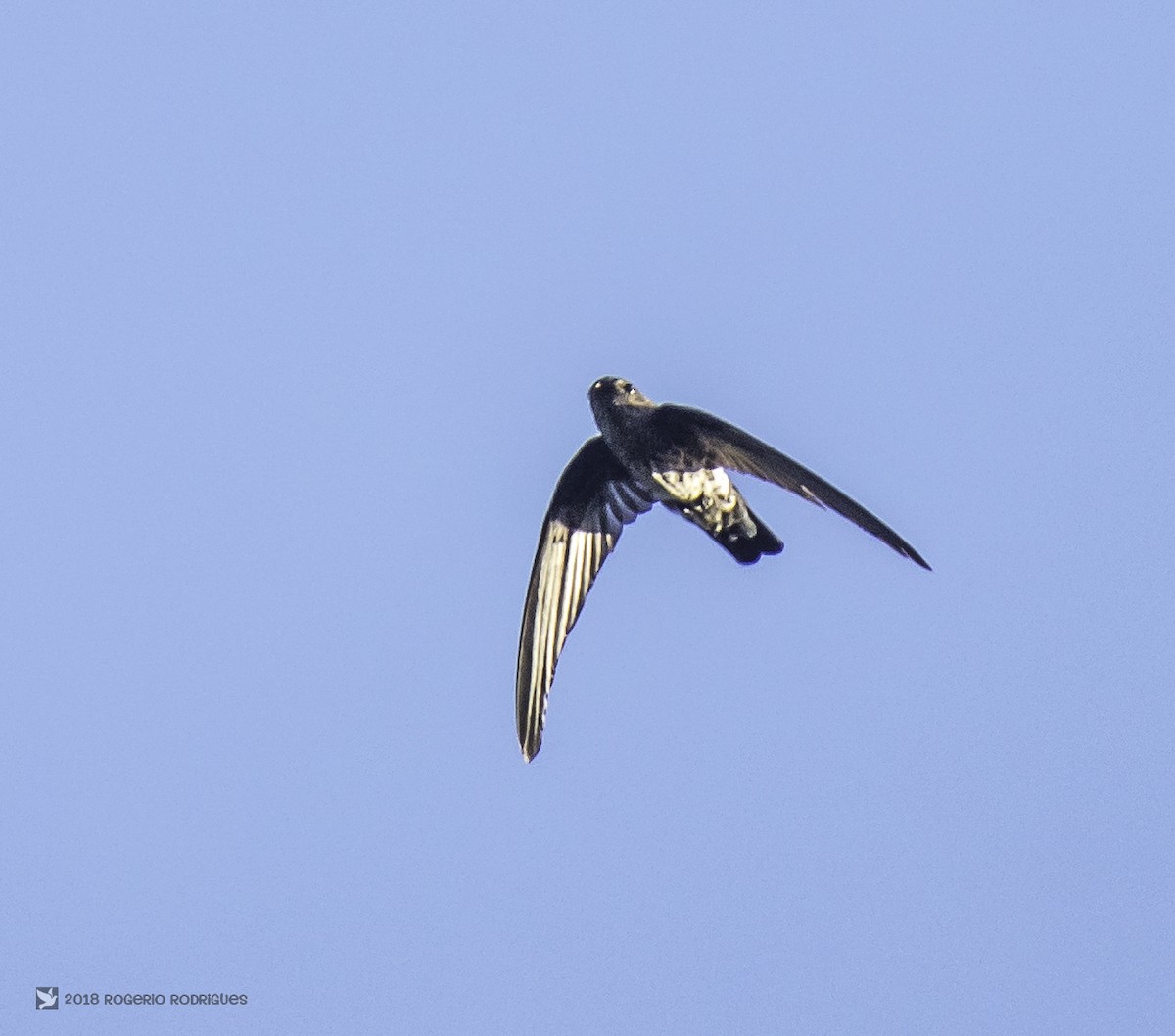 Gray-rumped Swiftlet - Rogério Rodrigues