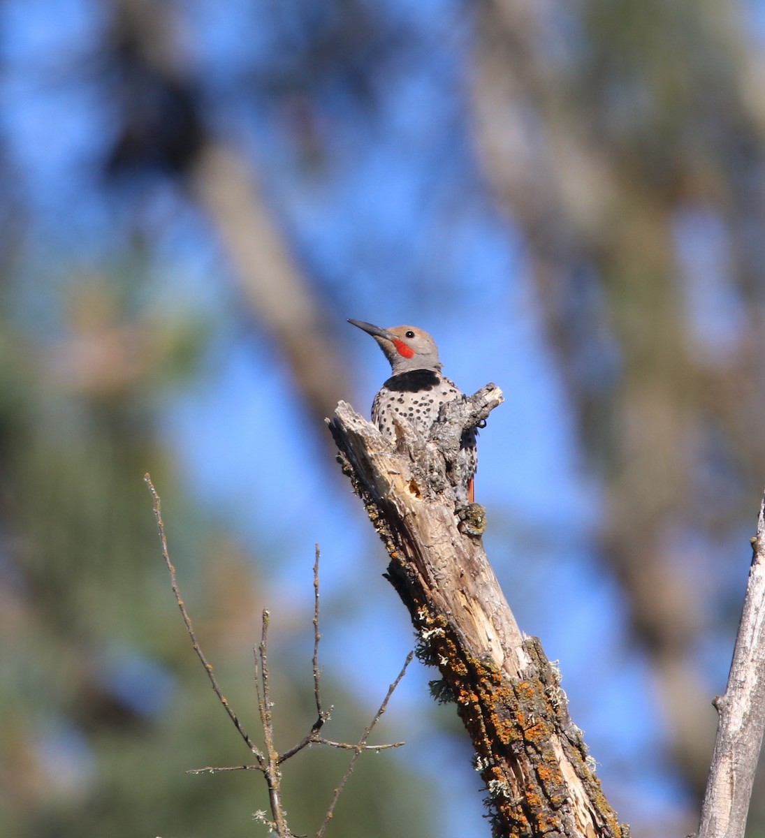 Northern Flicker (Red-shafted) - ML104487671