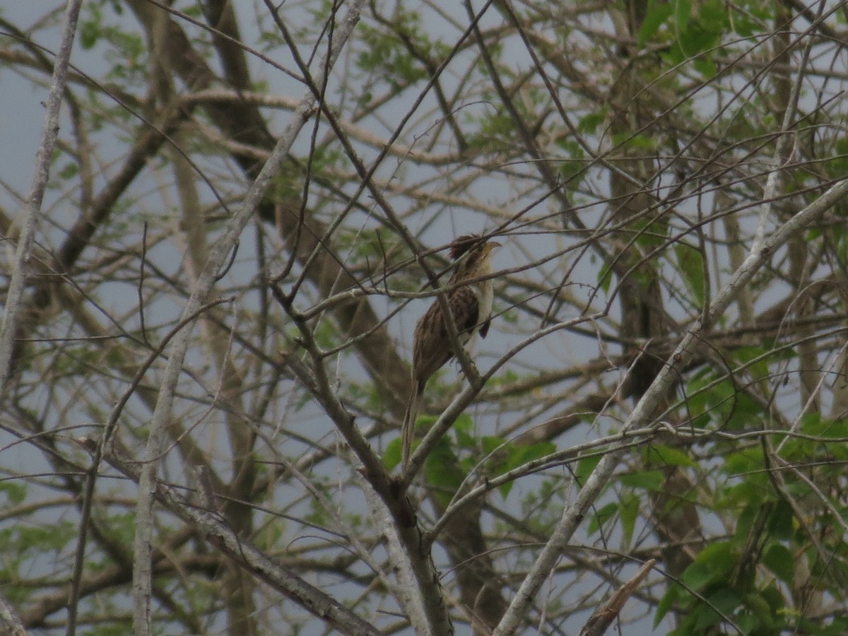 Striped Cuckoo - Jeisson Figueroa Sandi