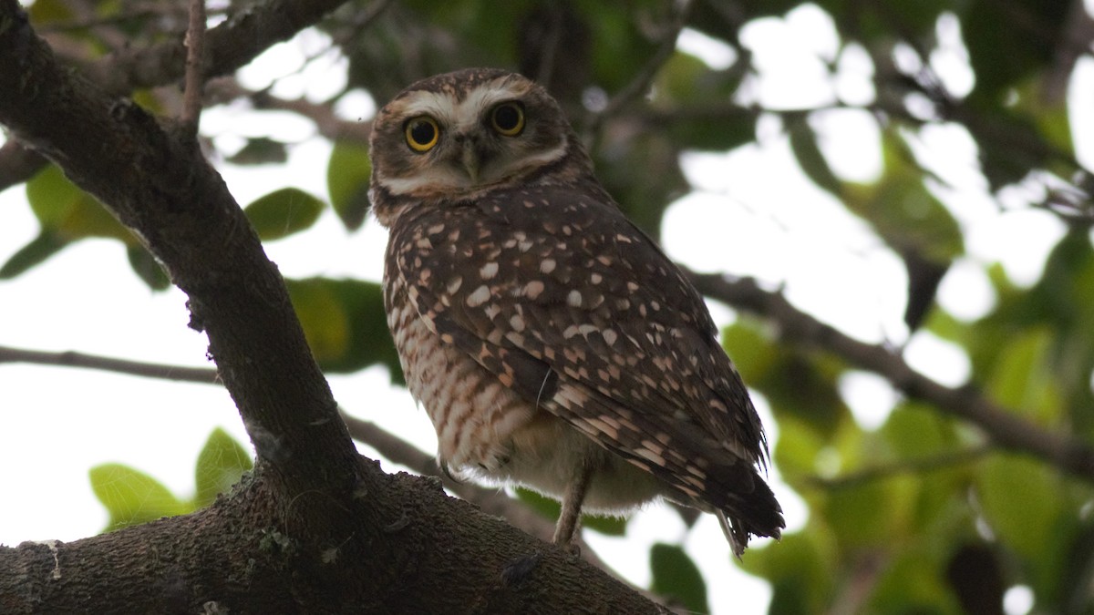 Burrowing Owl - ML104493681