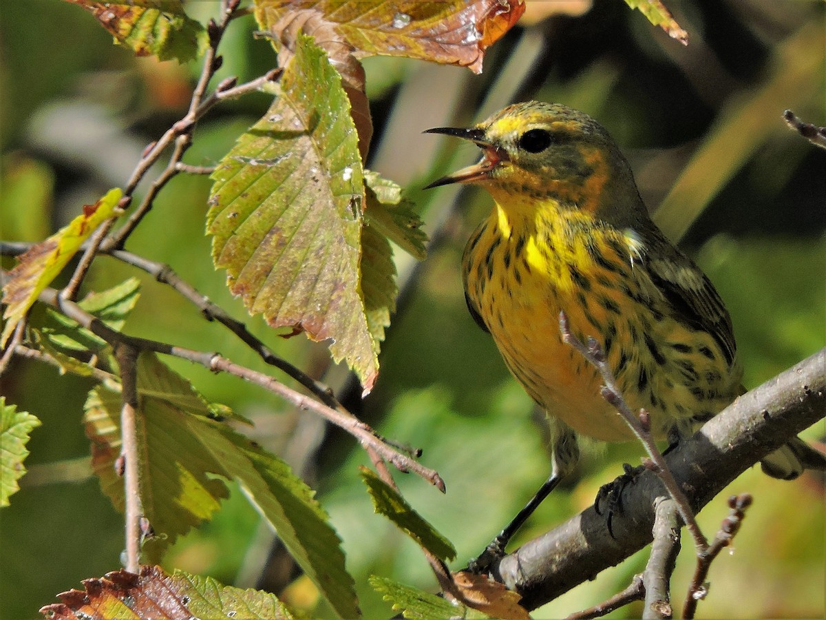 Cape May Warbler - ML104497171