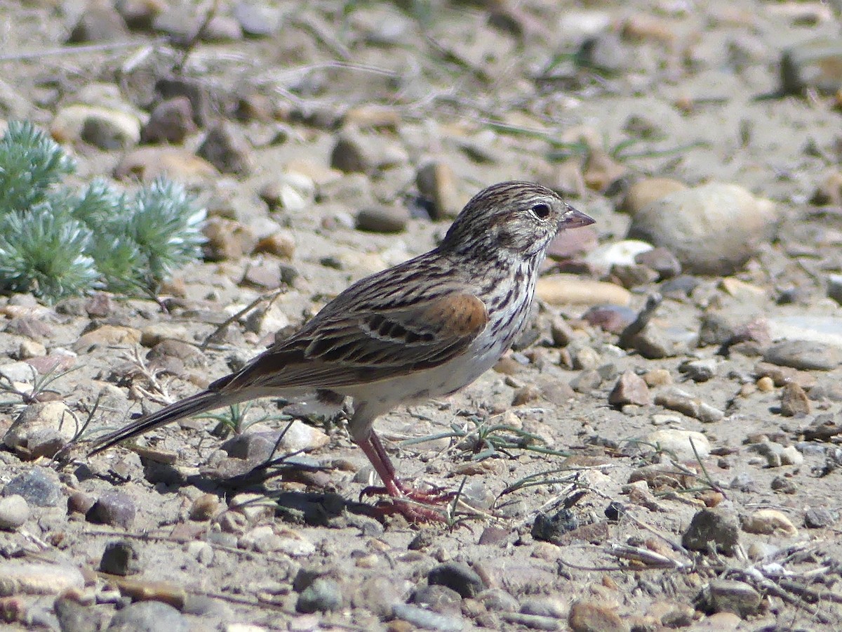 Vesper Sparrow - ML104498711