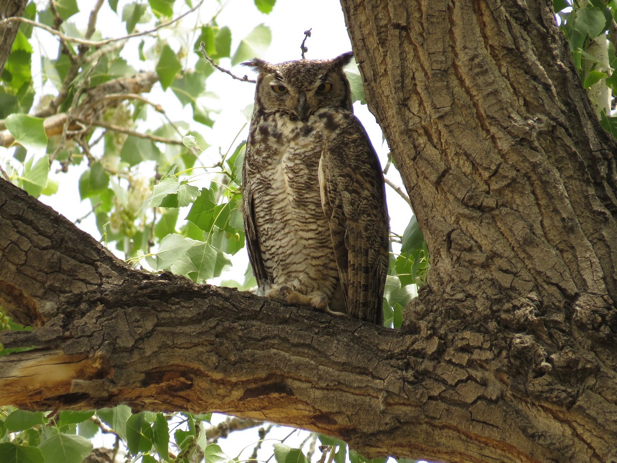 Great Horned Owl - Sara Griffith