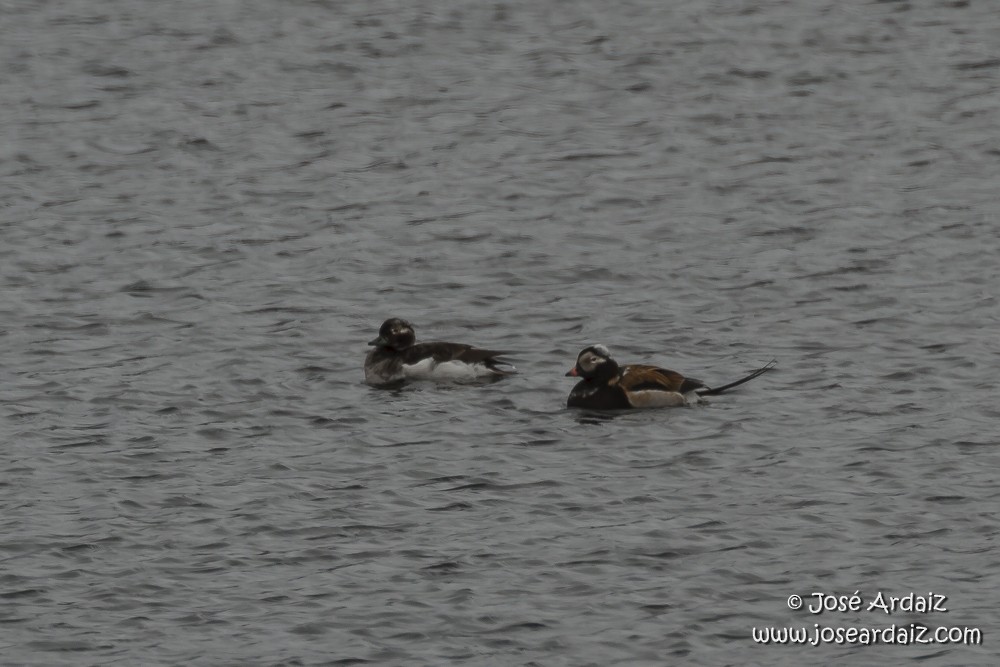 Long-tailed Duck - ML104509151