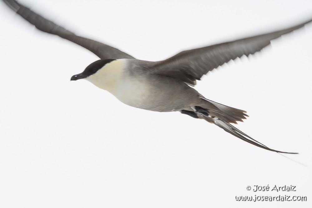 Long-tailed Jaeger - ML104509171