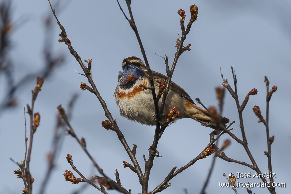 Bluethroat (Red-spotted) - ML104509751