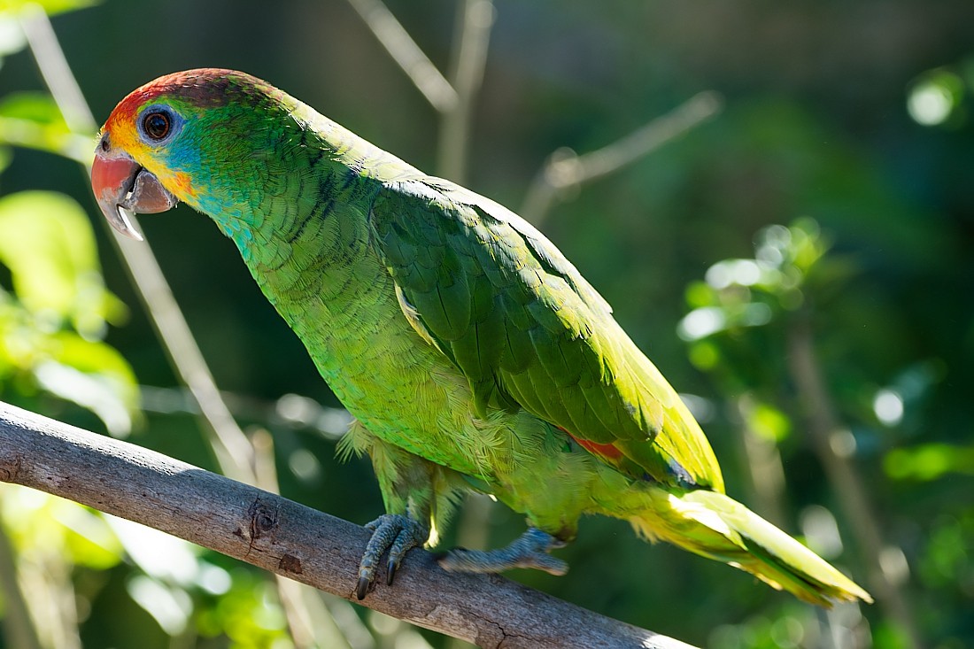 Red-browed Parrot - ML104509841
