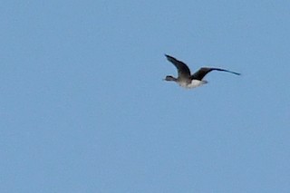 Greater White-fronted Goose, ML104510741
