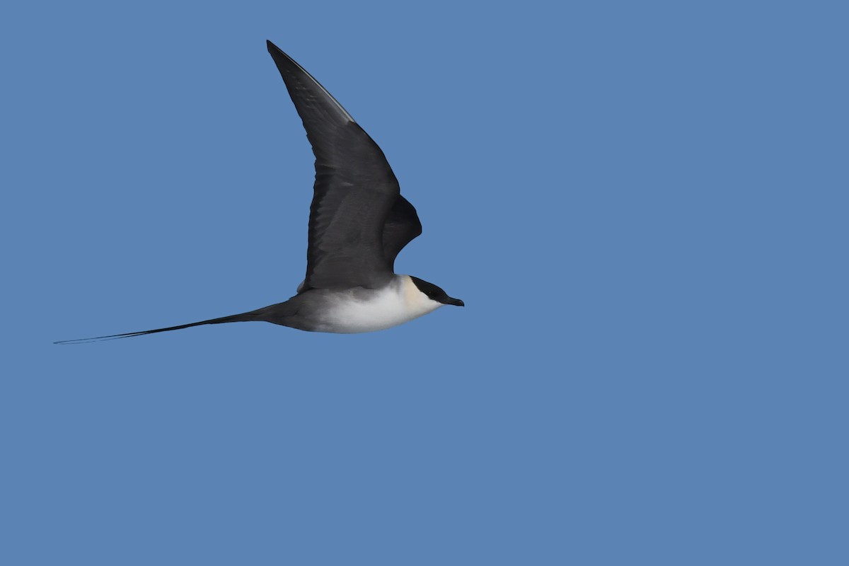 Long-tailed Jaeger - ML104512441