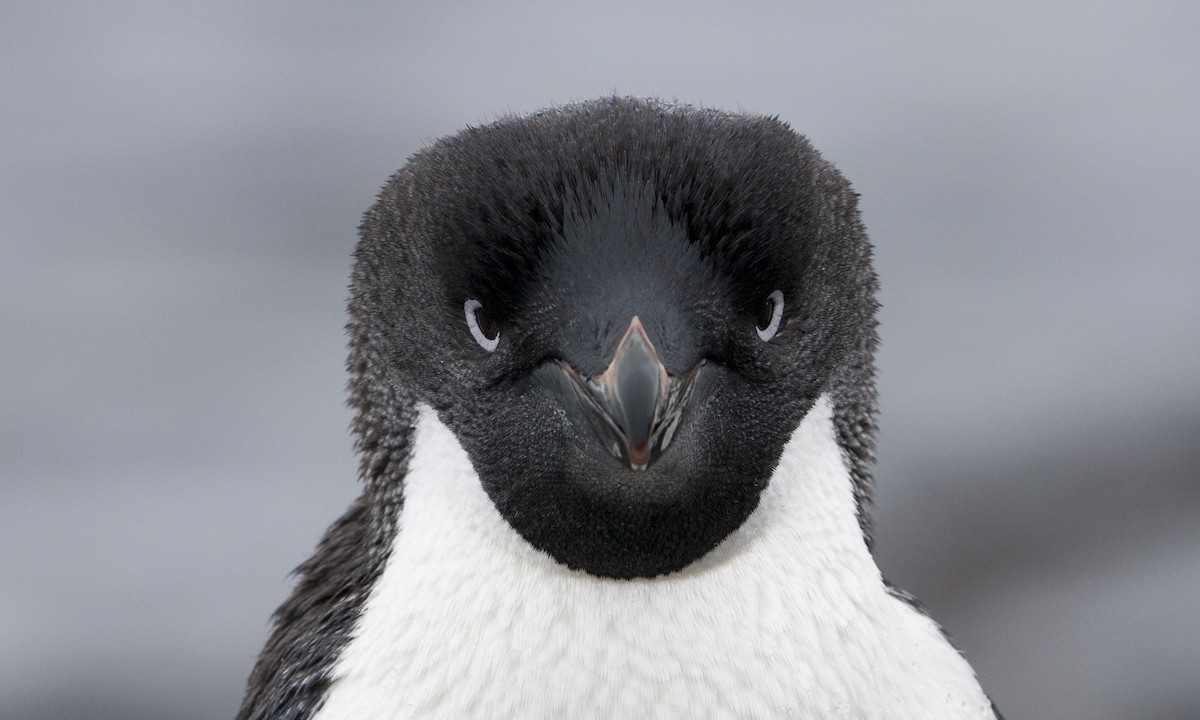 Pingüino de Adelia - ML104513381