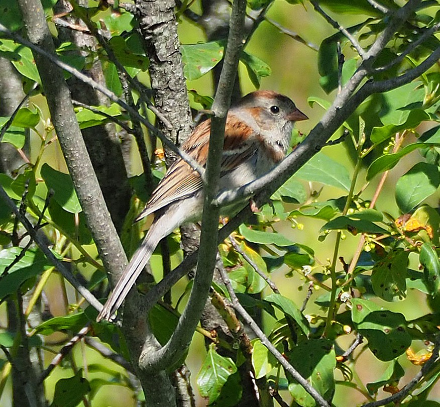 Field Sparrow - ML104513721