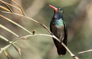  - Rufous-throated Sapphire