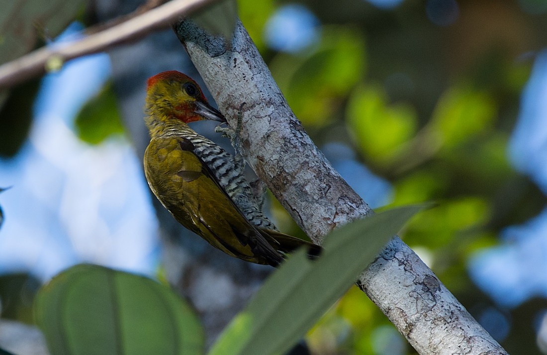 Yellow-throated Woodpecker - LUCIANO BERNARDES