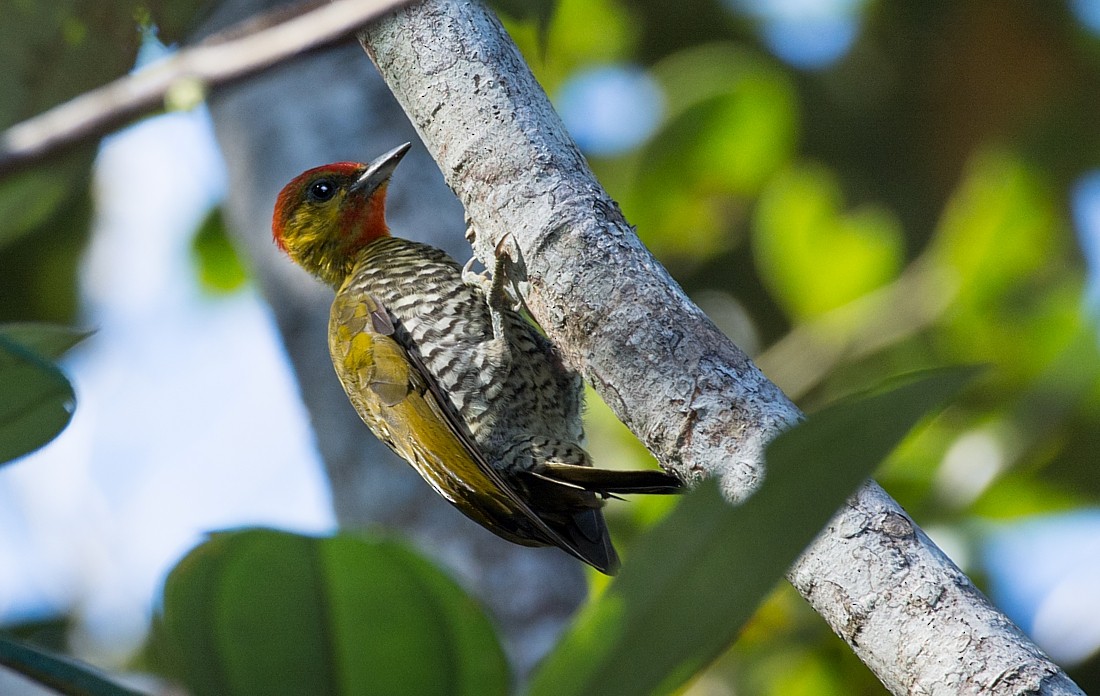 Yellow-throated Woodpecker - LUCIANO BERNARDES