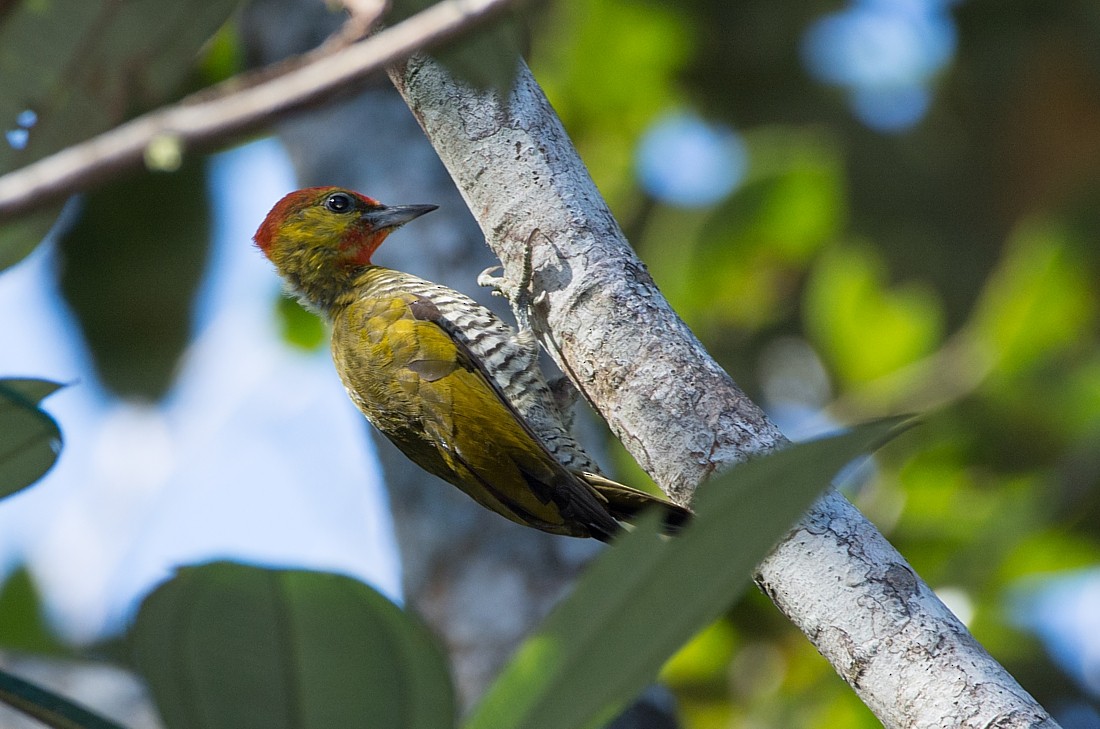 Yellow-throated Woodpecker - ML104516691